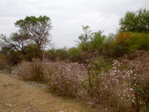 Flowering Shrub.